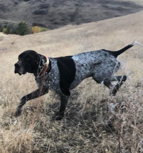 German shorthair pointers