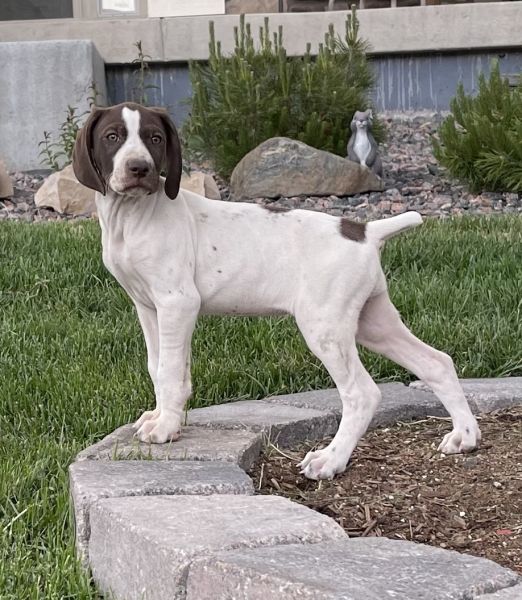 German Shorthair Pointers