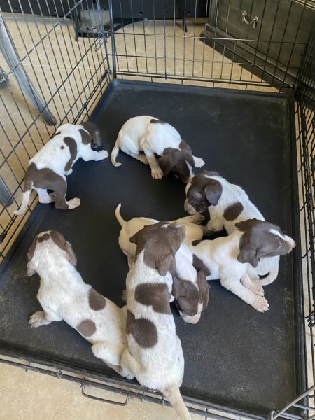6 week old Gsp puppies for sale
