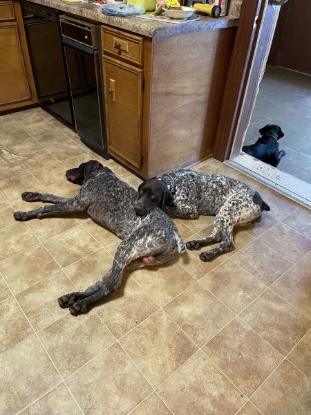 1 yo German Short Haired Female AKC Registered