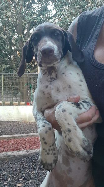 German Shorthaired Pointer Puppies