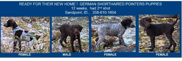 AKC German Shorthair Pointers