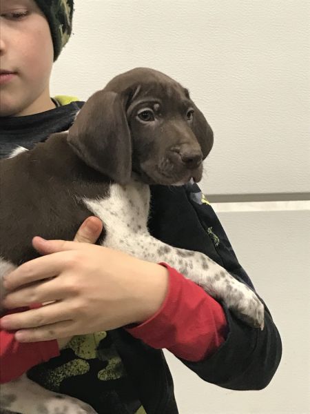 German Shorthair pointers for sale