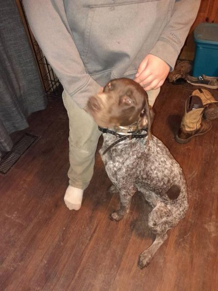 German shorthair