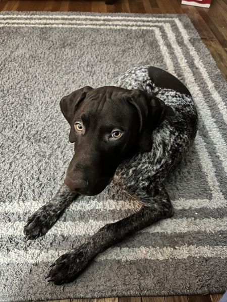 German Shorthaired Pointer