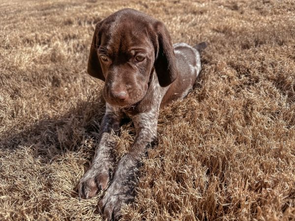 German Shorthaired Pointer