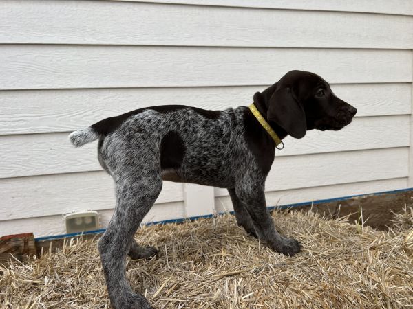 Shorthair Pointer