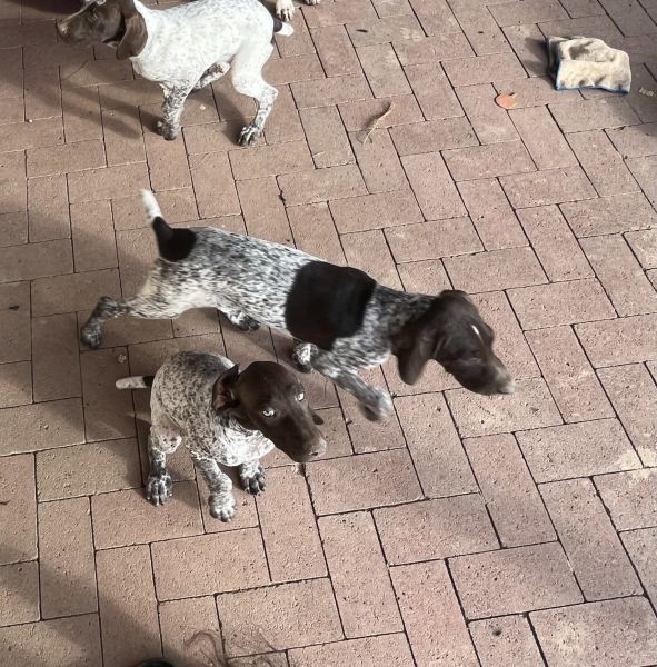 Gsp Puppies