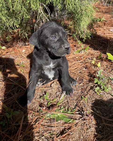 German short haired pointer/labrador