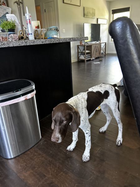 6 month ok AKC GSP male dog