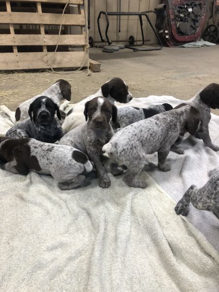 German Shorthair Pointers