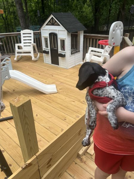 Female German shorthaired pointer