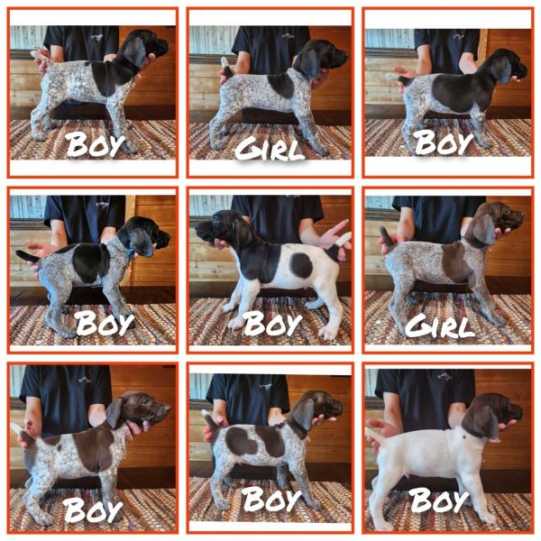 German Shorthair Pointers