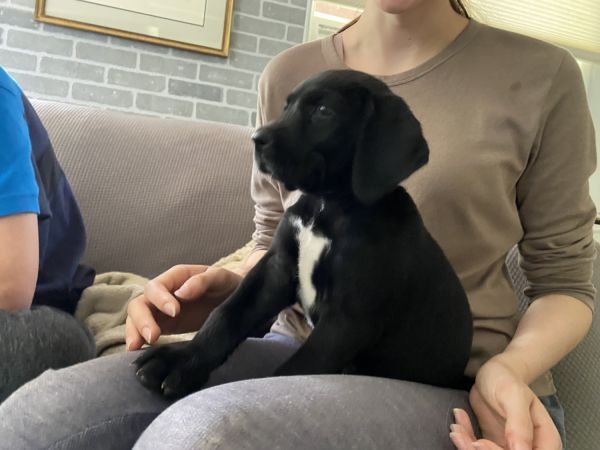 German Shorthair/Lab puppies