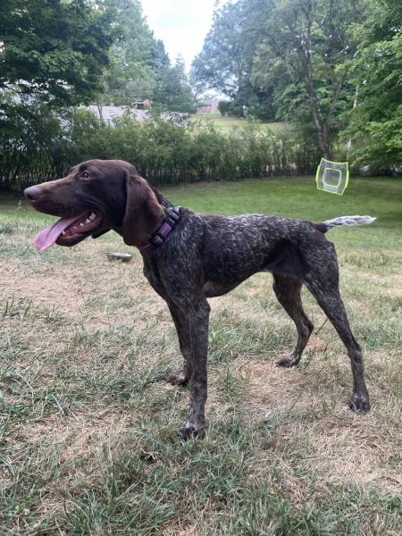 Female akc GSP puppy