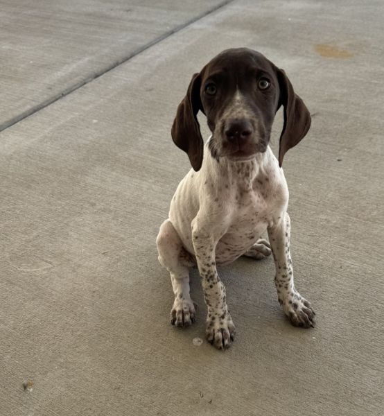 german shorthaired pointer puppies