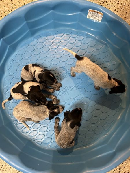 5 German shorthairs pointers