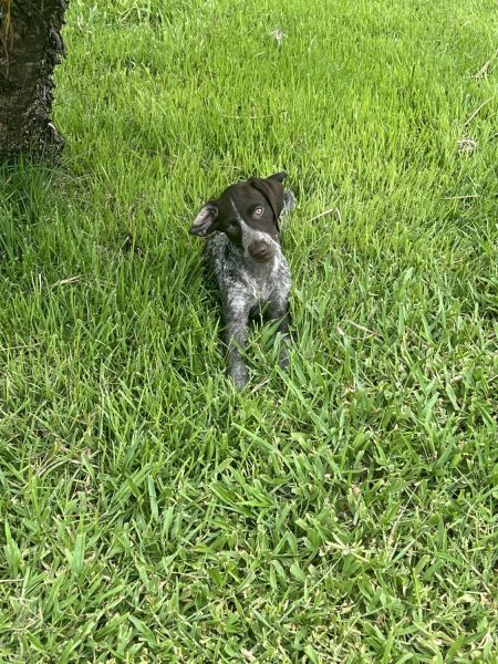 3 month old male GSP