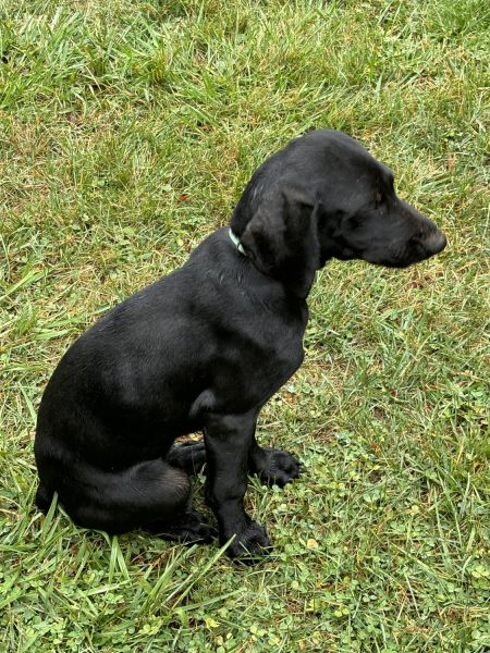 German Shorthaired Pointer Puppies for Sale