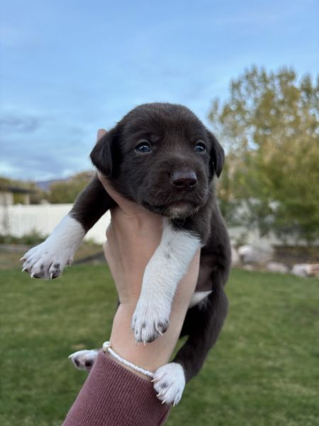 9 Adorable Pups With The Cuttest Personality!