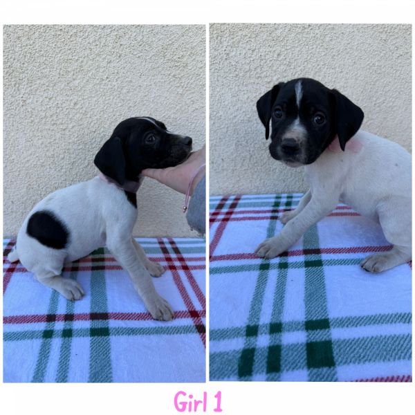 German Shorthaired Pointer Puppies
