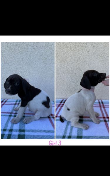 GSP puppies ready to go home!