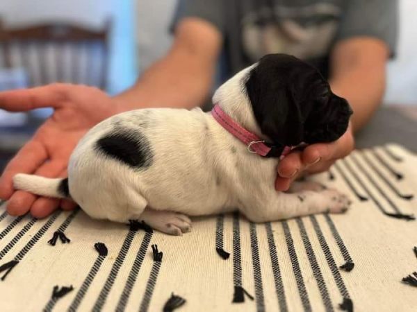 Gsp pups few available for new homes