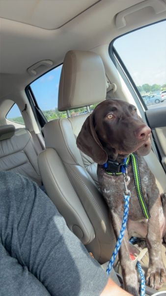 6 month male GSP