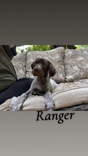 Male German Shorthaired puppy