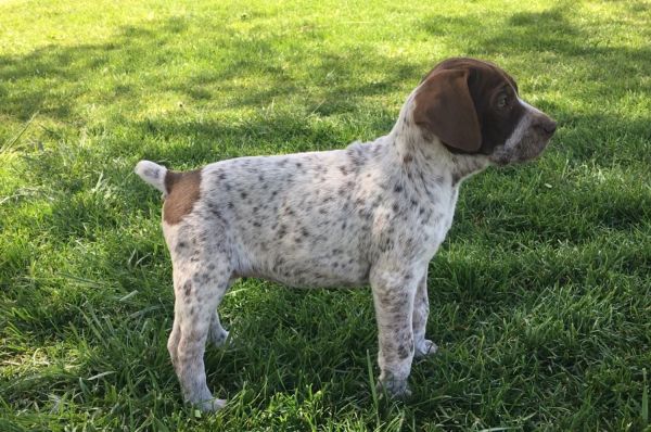 GSP German Shorthaired Pointer puppy