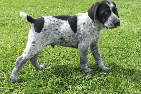 GSP GERMAN POINTER PUPPY