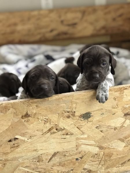 AKC German Shorthair Pointers