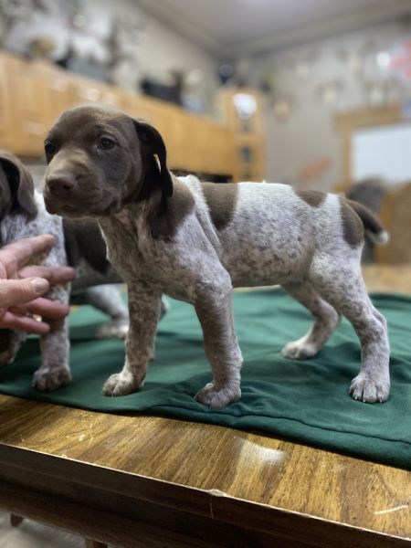 AKC German Shorthair pups