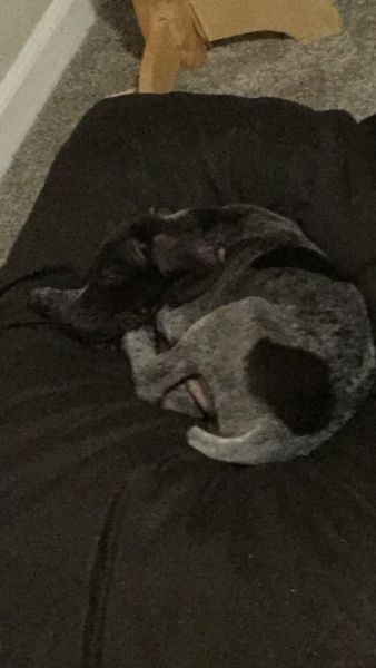 Healthy and Energetic GSP Named Kitchi