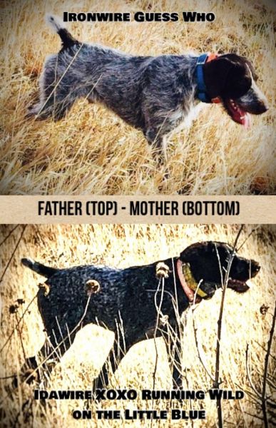 In need of a forever hunting and family dog home