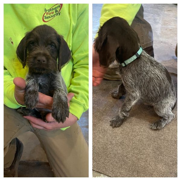7 week GWP’s