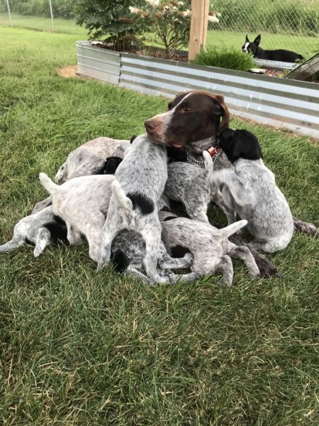 German Wirehaired Pointer puppies