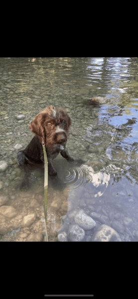 German Wirehaired pointer