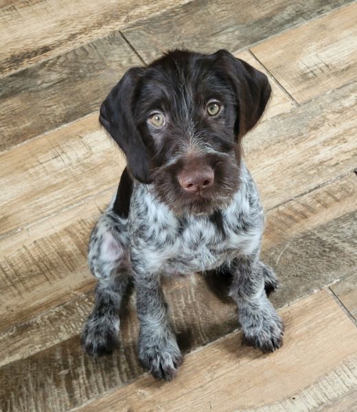 German Wirehaired pointer
