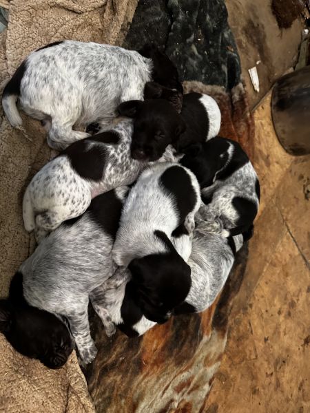 German Wirehair Pointers