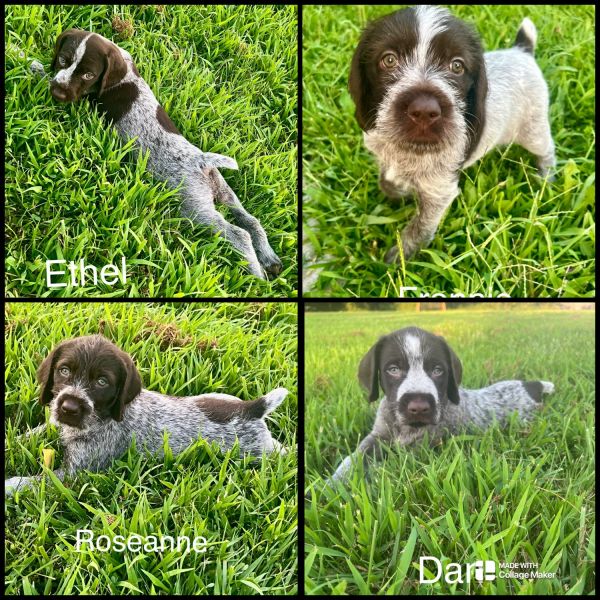German wirehaired pointers