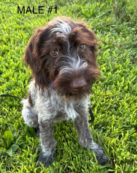 German Wirehaired Pointer puppies