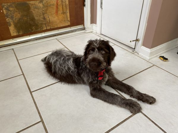 Wire haired pointer