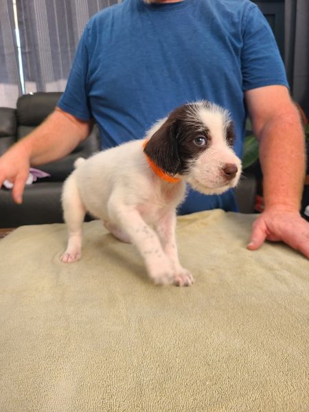 German Wirehair Pointer