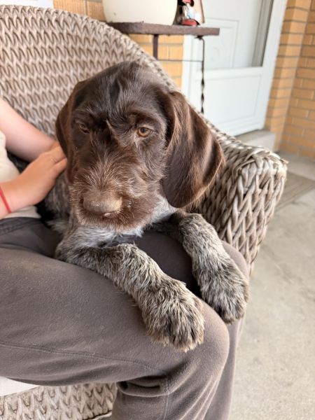 German shorthair/wirehair pointer cross
