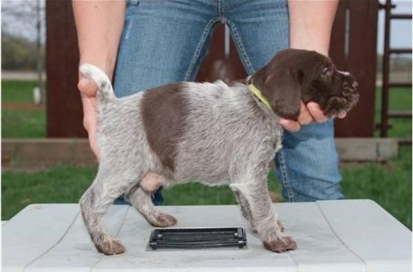 Breathtaking German Wirehaired Pointer Puppies