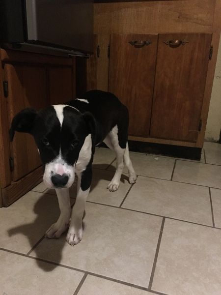 Cute pit mixed German shepherd black and white