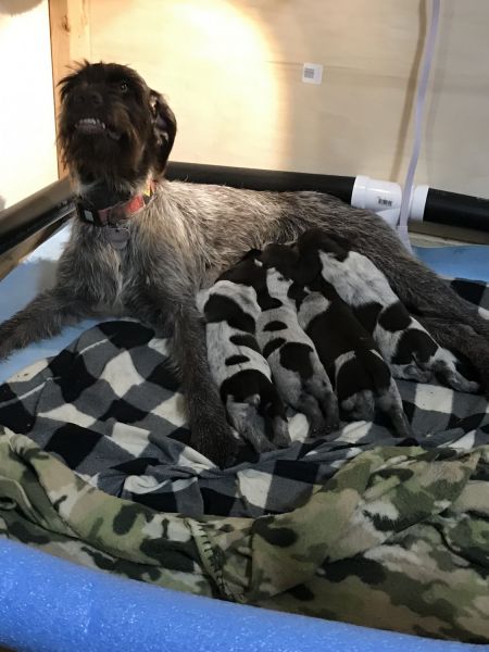 Pure Bred German Wirehaired Pointers