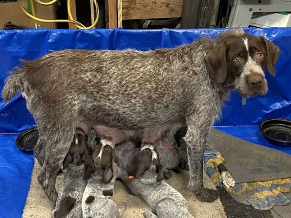 German Wirehaired Pointer Puppies