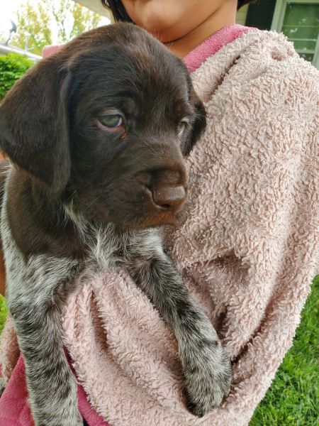 Ikurus - German Wirehaired Pointer